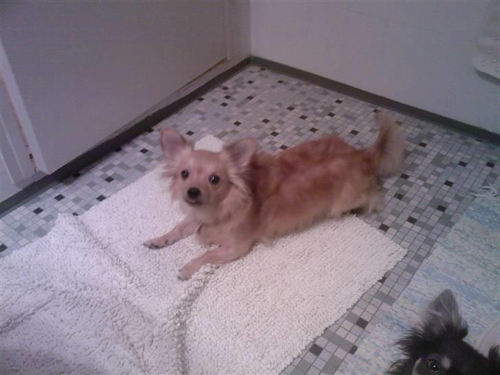 Chihuahua Nikki - Nikki november 07 billede 12