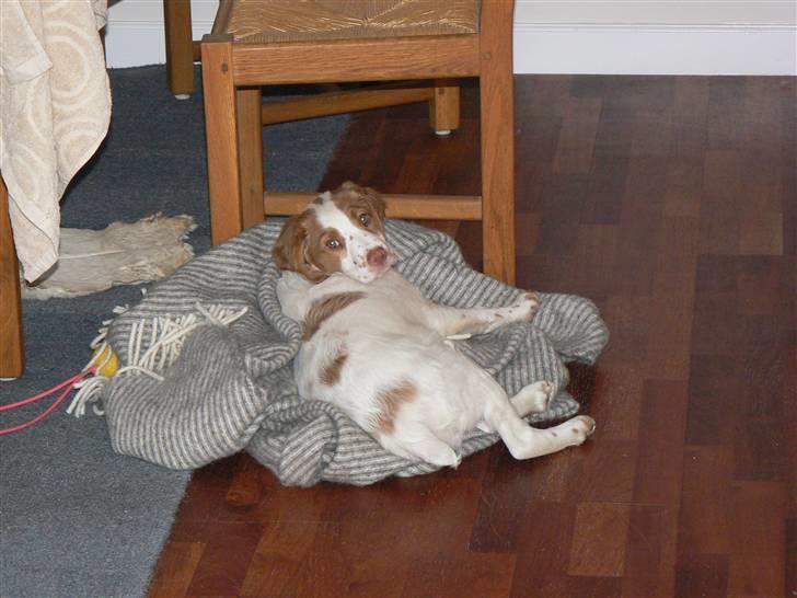 Breton Gaston - skal man nu forstyrres i sin lur? billede 2