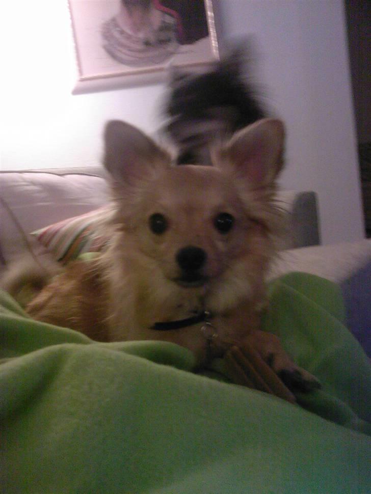 Chihuahua Nikki - Nikki, november 2007 billede 13