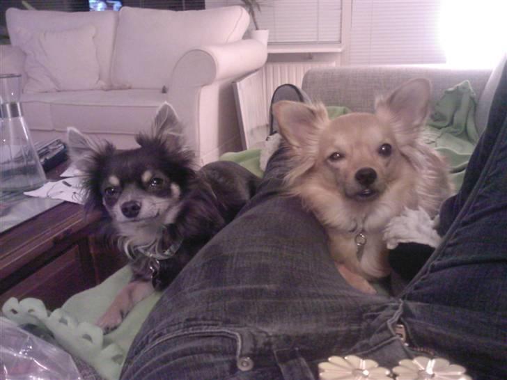 Chihuahua Nikki - Nikki til højre, 2007 billede 14