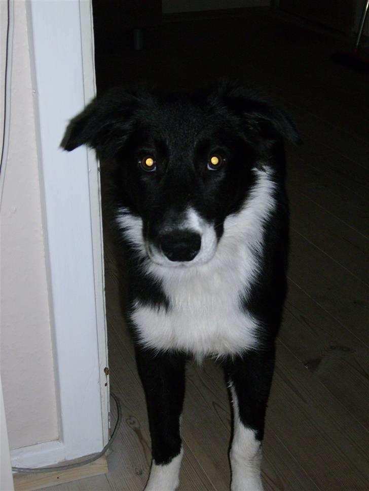 Border collie Cody - Cody 6 mdr. billede 10