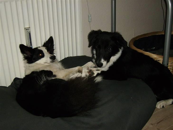 Border collie Cody - Cody og Mulan hygger. Cody 6 mdr. billede 11