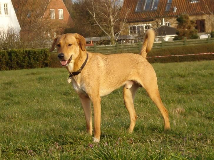 Blanding af racer Bamse billede 13