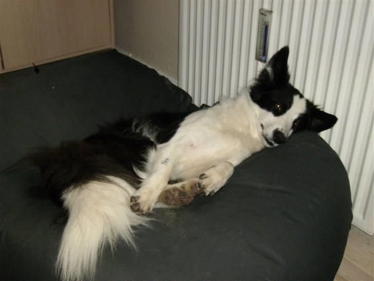 Border collie Mulan - Min fantastiske pude... billede 11
