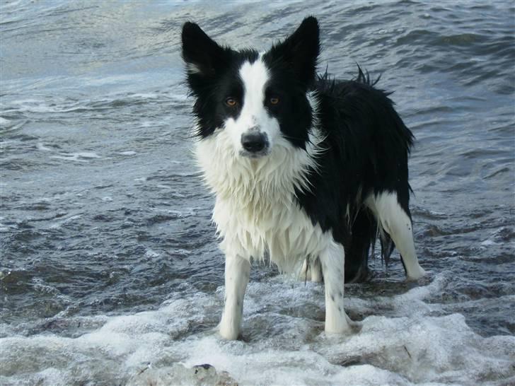Border collie Mulan - På Ore strand billede 12