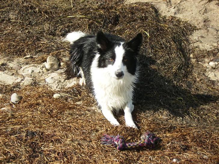 Border collie Mulan billede 13