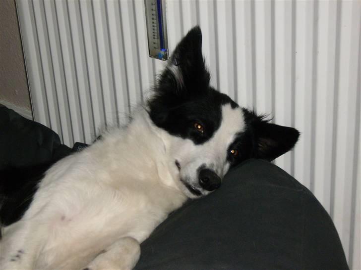 Border collie Mulan billede 14