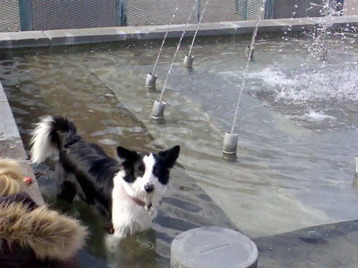 Border collie Mulan - I byens springvand(ikke helt meningen) billede 15