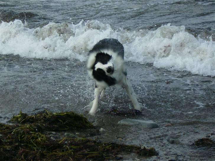 Border collie Mulan - fantastisk dag ved vandet. billede 16