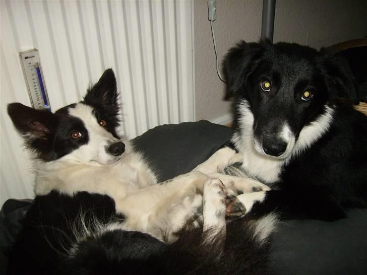 Border collie Mulan - Hvor vi hygger... (-; billede 17