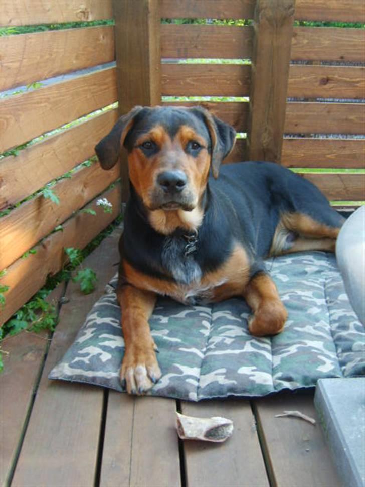 Blanding af racer Max billede 1