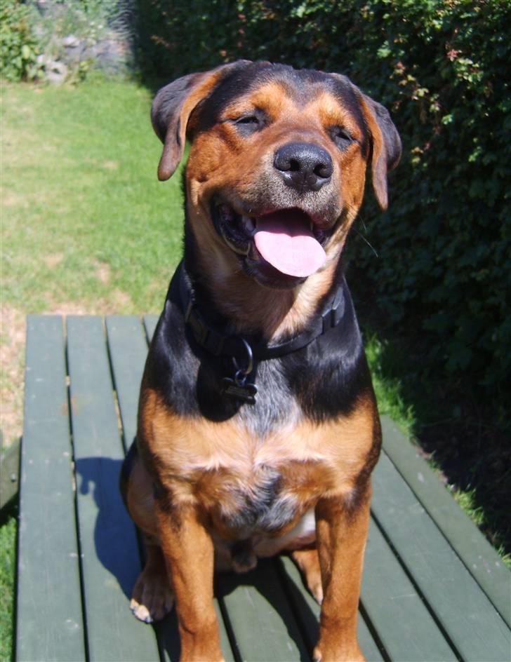 Blanding af racer Max billede 2