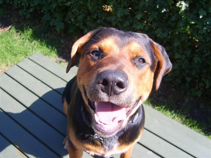 Blanding af racer Max billede 3