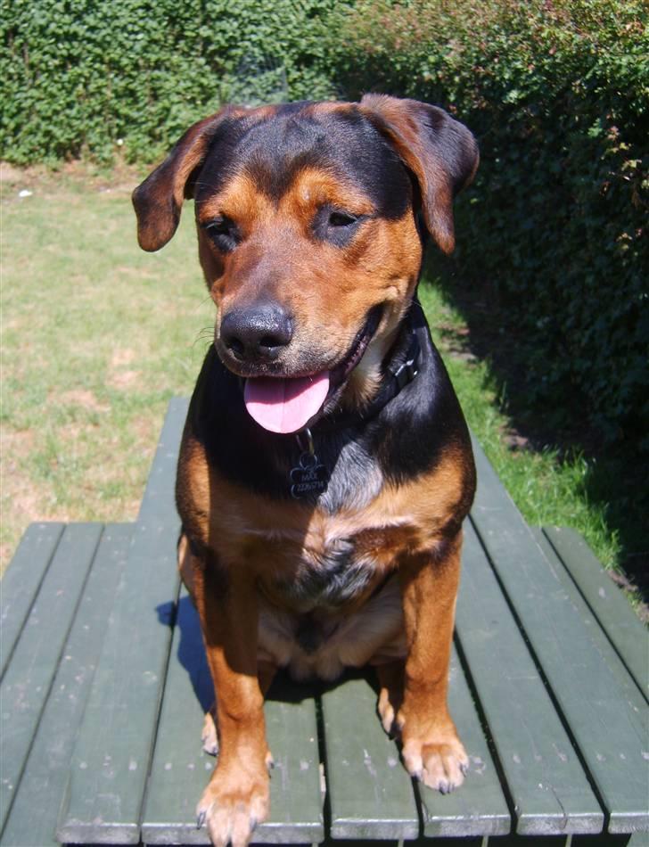 Blanding af racer Max billede 4