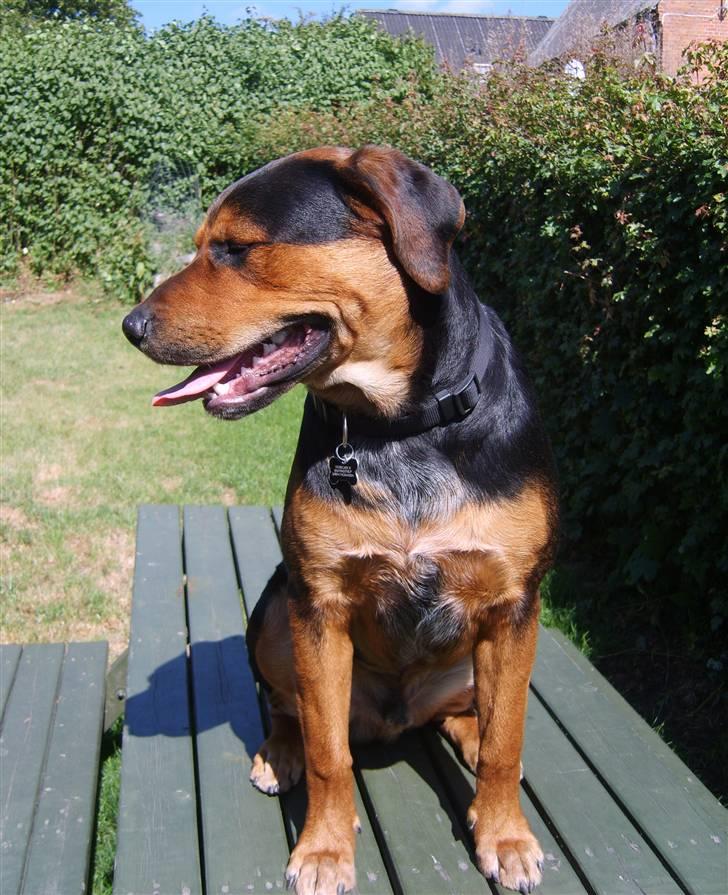 Blanding af racer Max billede 5