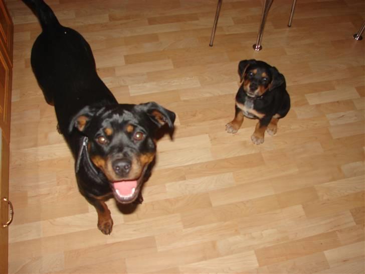 Blanding af racer Max billede 6