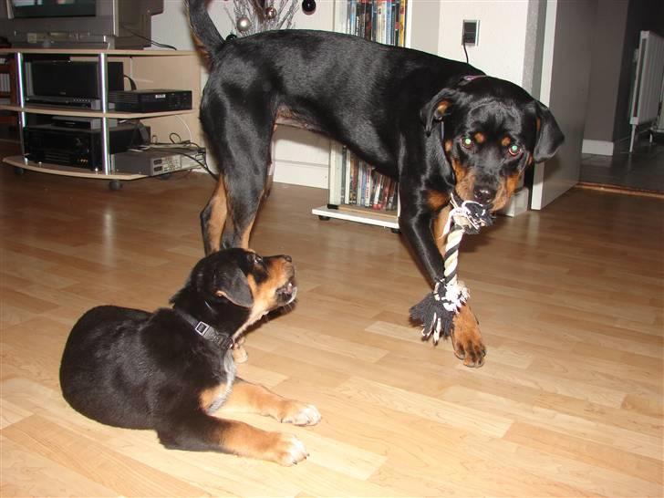 Blanding af racer Max billede 7