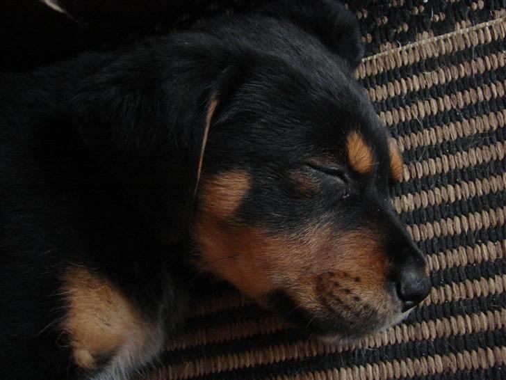 Blanding af racer Max billede 8