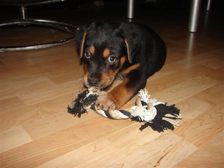 Blanding af racer Max billede 9