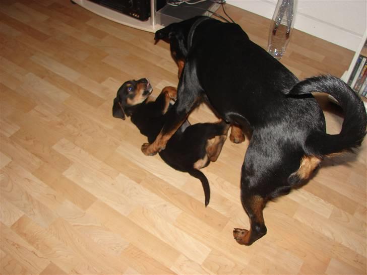 Blanding af racer Max billede 10