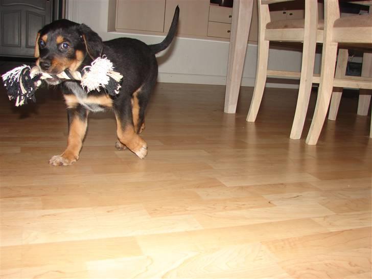 Blanding af racer Max billede 11