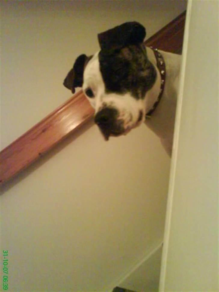 Blanding af racer Frida - Kuk kuuuk... c",) billede 4