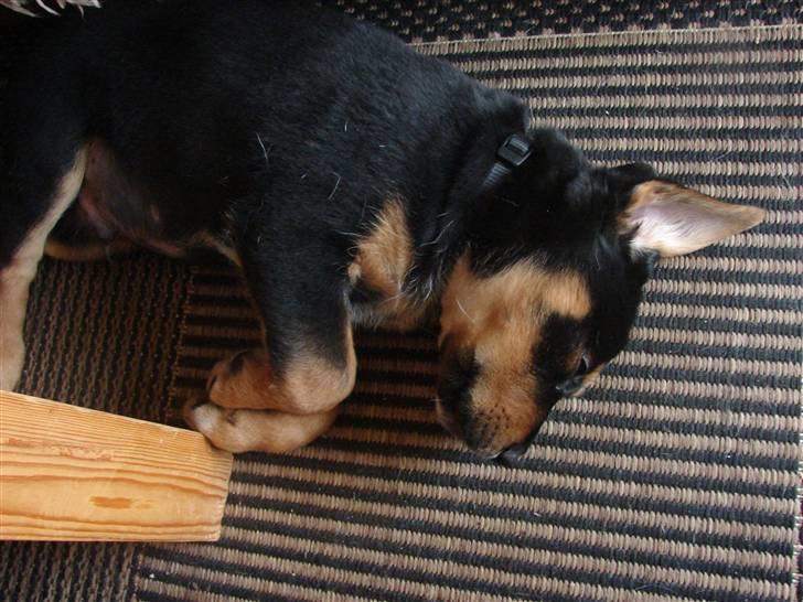 Blanding af racer Max billede 12