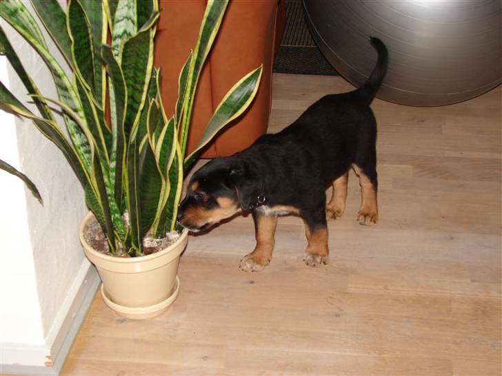 Blanding af racer Max billede 13