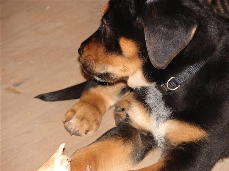 Blanding af racer Max billede 14