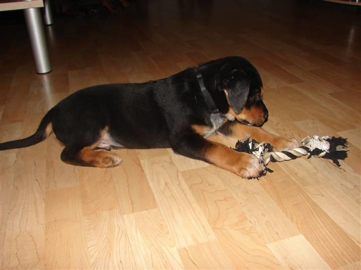 Blanding af racer Max billede 15