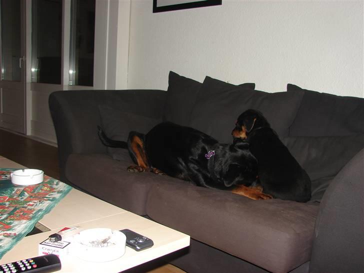 Blanding af racer Max billede 16