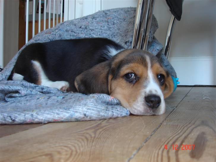 Beagle Bubbles (Død 19/12 - 07) - "Hvad laver hun mon?" billede 7