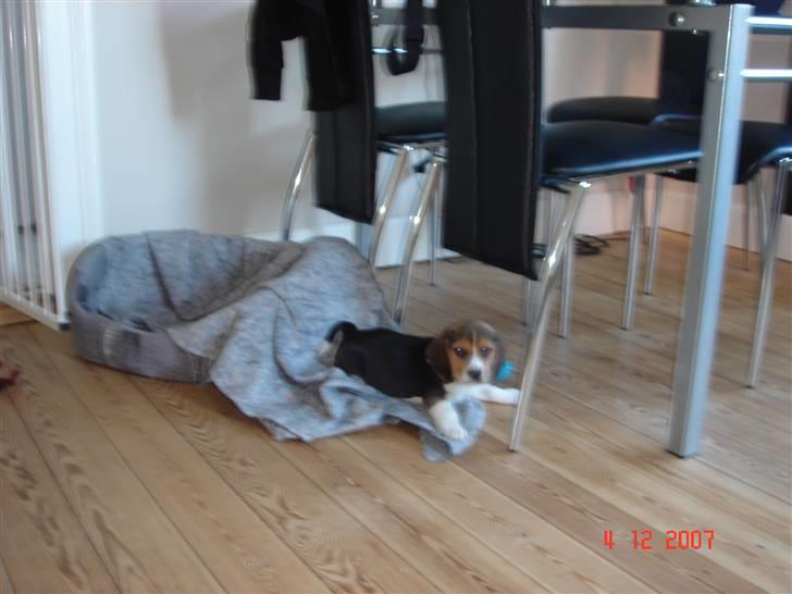 Beagle Bubbles (Død 19/12 - 07) - Altså mor, jeg leger lige... billede 8