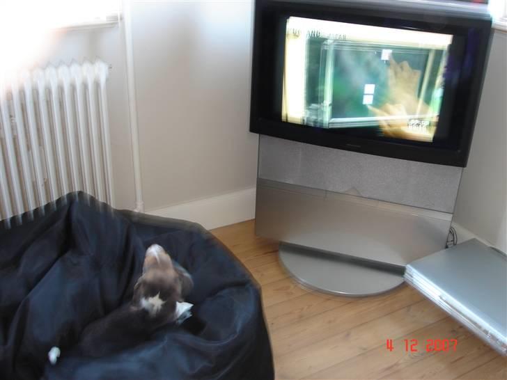 Beagle Bubbles (Død 19/12 - 07) - Der er noget spændende i fjernsynet billede 9