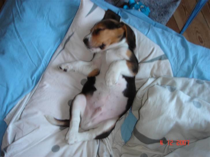 Beagle Bubbles (Død 19/12 - 07) - Her sover jeg... billede 10