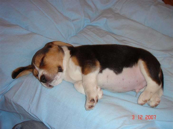 Beagle Bubbles (Død 19/12 - 07) - En lille smule træt :-) billede 11