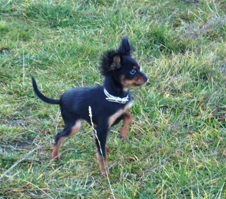 Russisk toy terrier Jaroslavna Mazasis Elfas - på stranden 4.12.07 billede 6