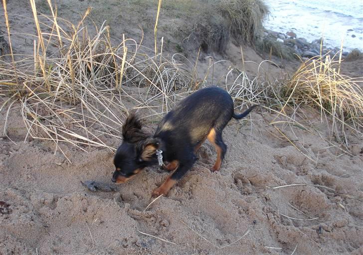 Russisk toy terrier Jaroslavna Mazasis Elfas - graver - Stranden 4.12.07 billede 8