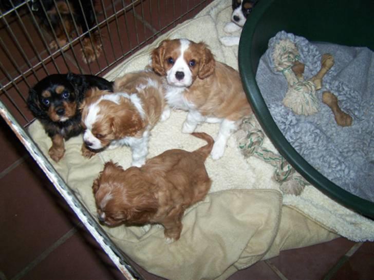 Cavalier king charles spaniel Saxo - sammen med mine søskene billede 8