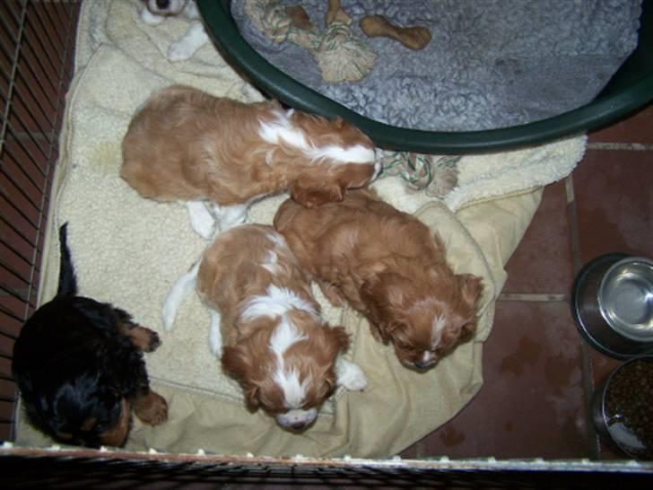 Cavalier king charles spaniel Saxo billede 9
