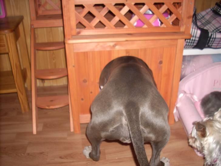 Amerikansk staffordshire terrier Akeela - Hun tror hun kan komme ind i Noa´s Bette Hus.. =) billede 12