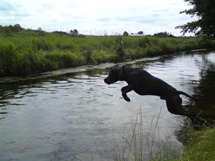 Amerikansk staffordshire terrier Heros (Omplaceret) - Juhuuuu, VAND :D billede 15