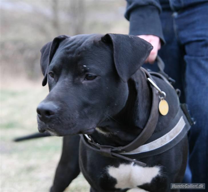 Amerikansk staffordshire terrier Heros (Omplaceret) billede 16