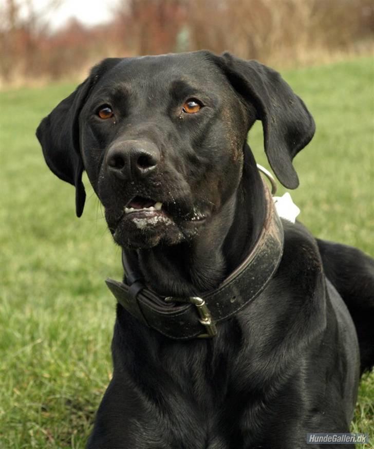 Blanding af racer Charlie 10/2-06 - 1/12-09 billede 8