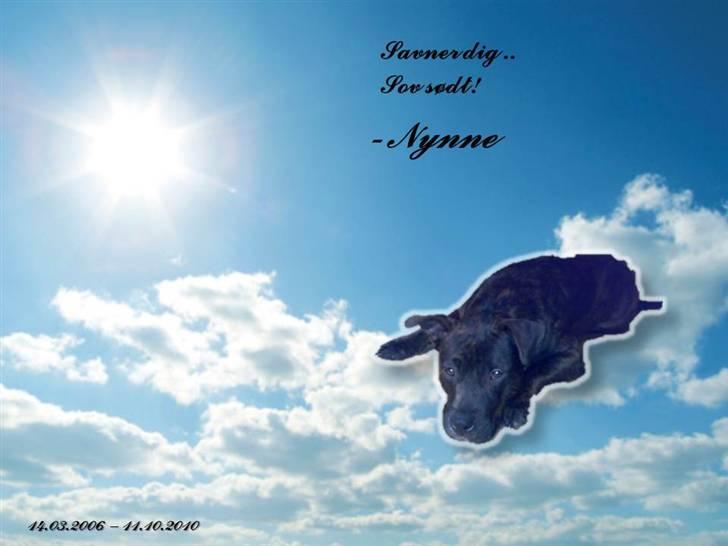 Blanding af racer Nynne R.I.P. - Se hvor bedårende hun er<3 billede 1