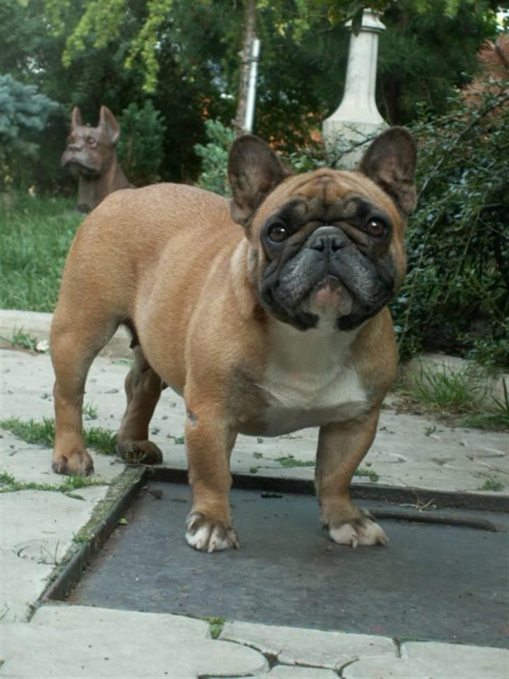 Fransk bulldog Anny Imperial Carlsbad billede 1