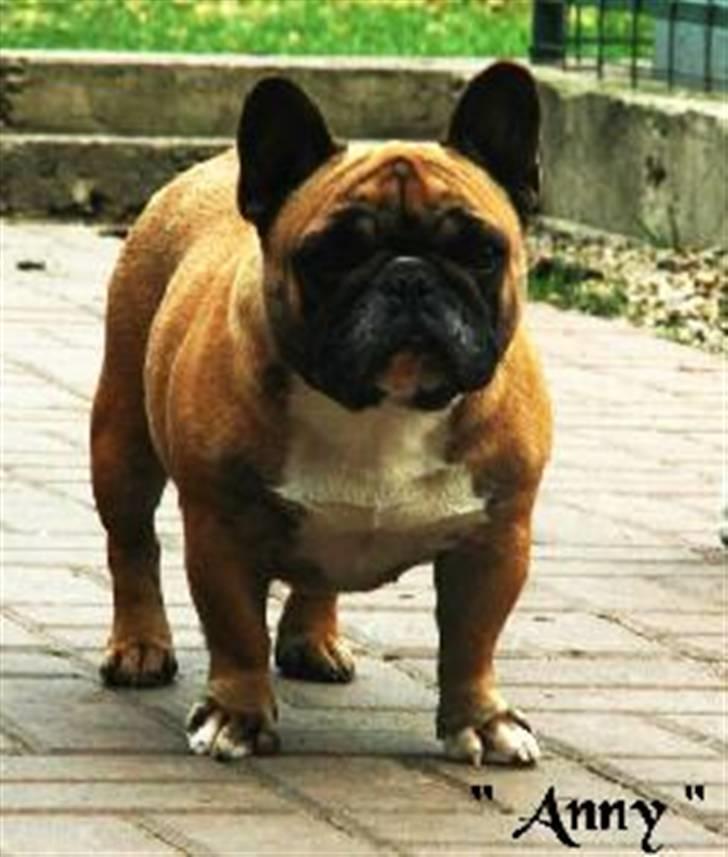 Fransk bulldog Anny Imperial Carlsbad billede 2