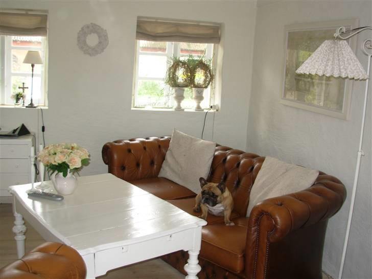 Fransk bulldog Anny Imperial Carlsbad billede 3