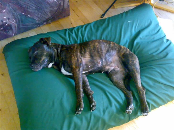 Blanding af racer Nynne R.I.P. - Her ligger hun og sover.. ZzZzZz billede 2