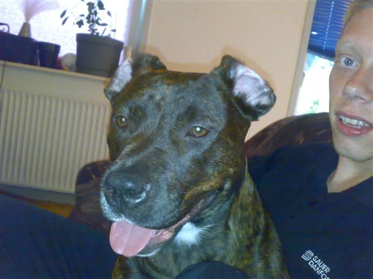 Blanding af racer Nynne R.I.P. - GrrR, se hvor farlig jeg kan se ud. billede 4